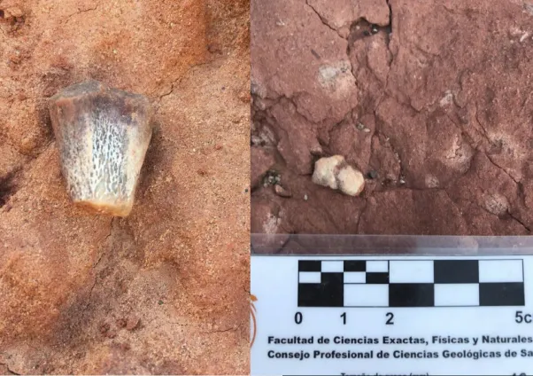 yacimiento-Iglesia-paleontologico