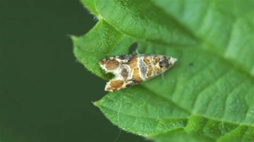 ac527dce2acd5acf9bba33763b68e125_XL