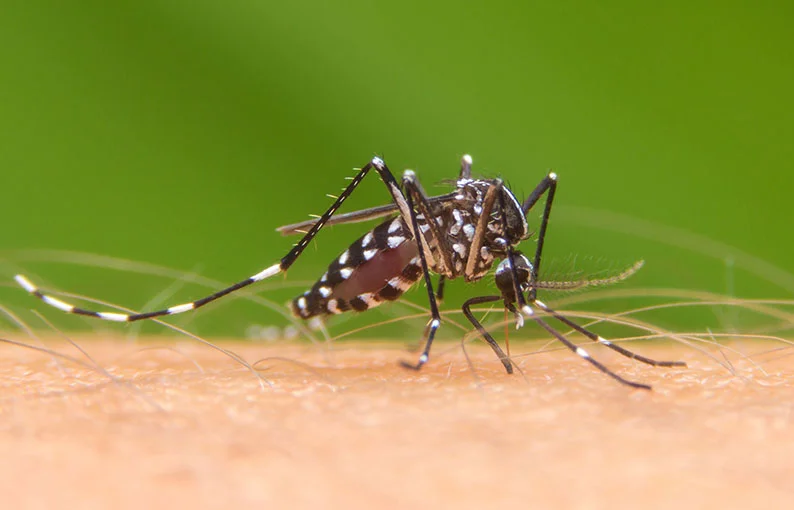 aedes-aegypti-el-mosquito-transmisor-del-dengue