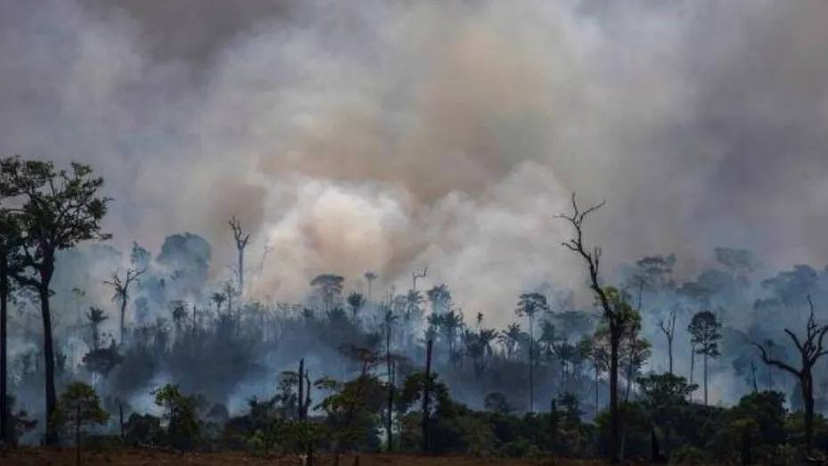 deforestacion