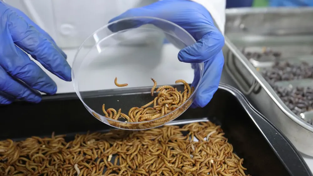 tebrio-trabaja-para-abrir-en-salamanca-la-mayor-granja-de-insectos-del-mundo-en-2024_6f24