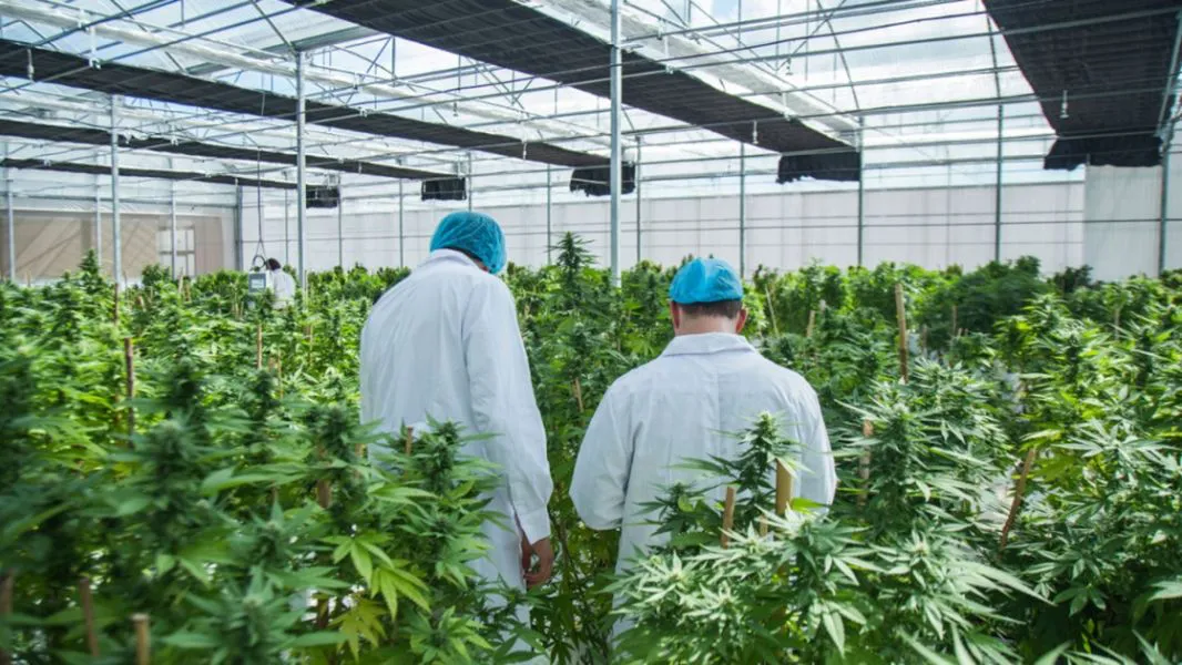 77489-la-provincia-inicia-el-proyecto-para-la-produccion-de-cannabis-con-fines-medicinales