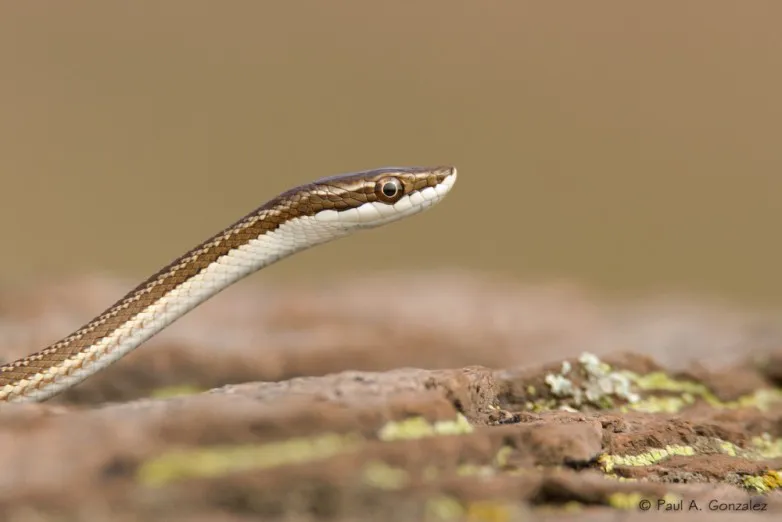 86c3ba85ccb9b44f34c8b1abc584f378_L