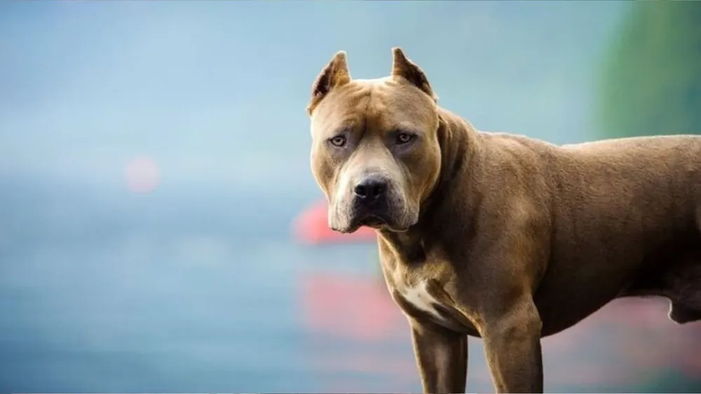 Portada-Pagina-WEB-31