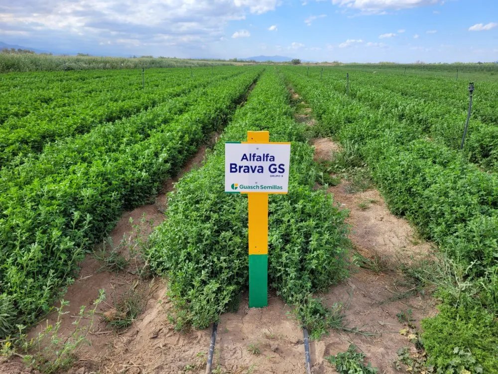 5fa9092878f60f7145300eb34cba232e_XL