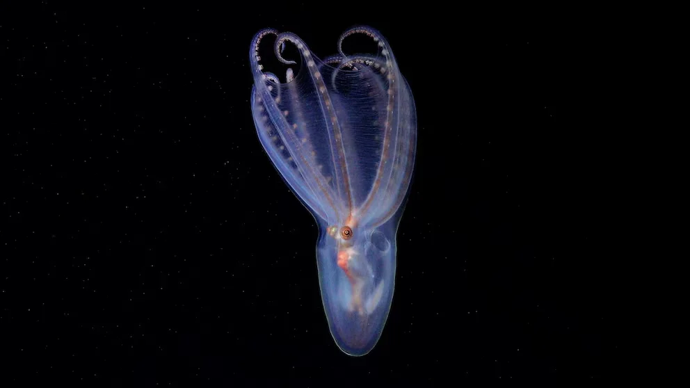 PULPO