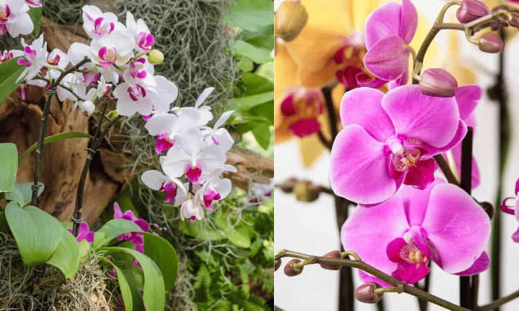FLORES-PHALAENOPSIS-01