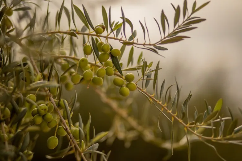 fbbcf04aefd1210c8eb50b02c04e4e0e_L