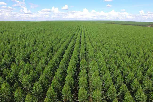 plantacion-de-arboles