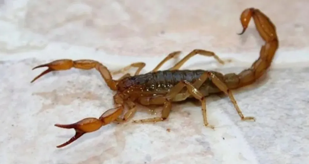 b02c941005b99f34631ff8947364e3e6_XL